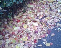 雨上がりの落ち葉