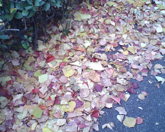 雨上がりの落ち葉