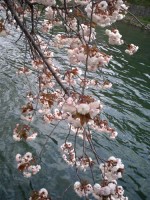 京都の八重桜